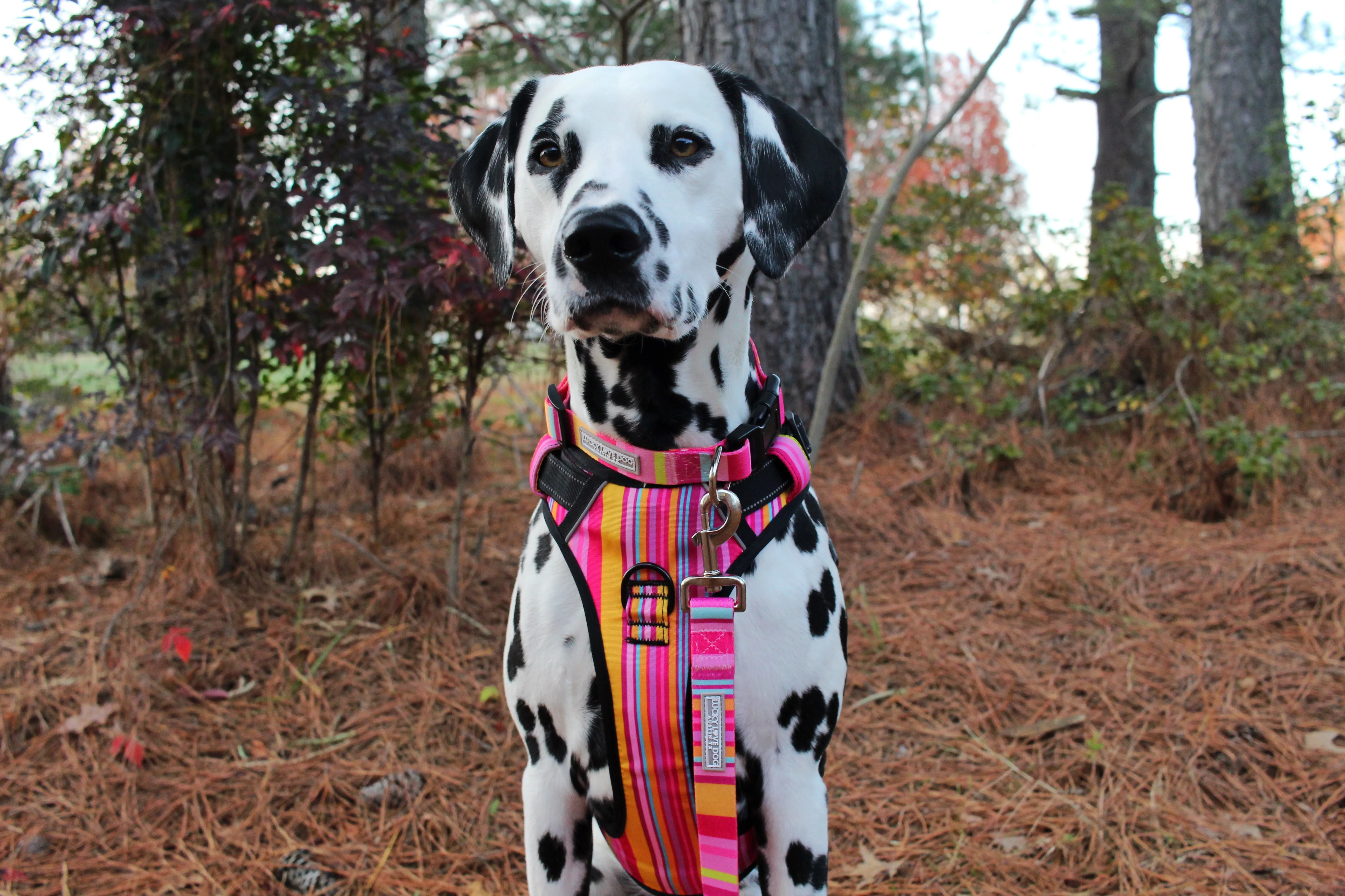 Easy Walker Harness