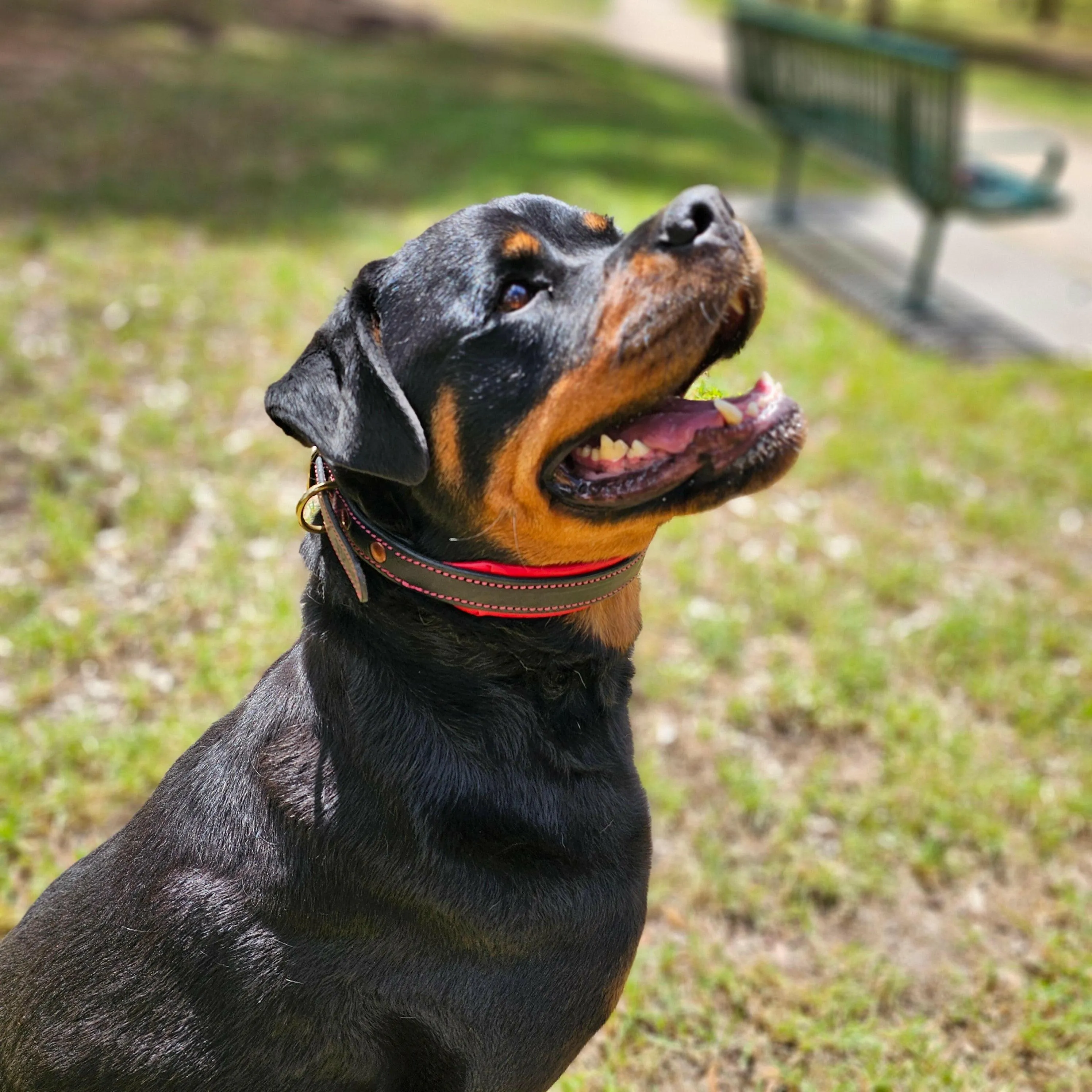 The Inferno Leather Dog Collar