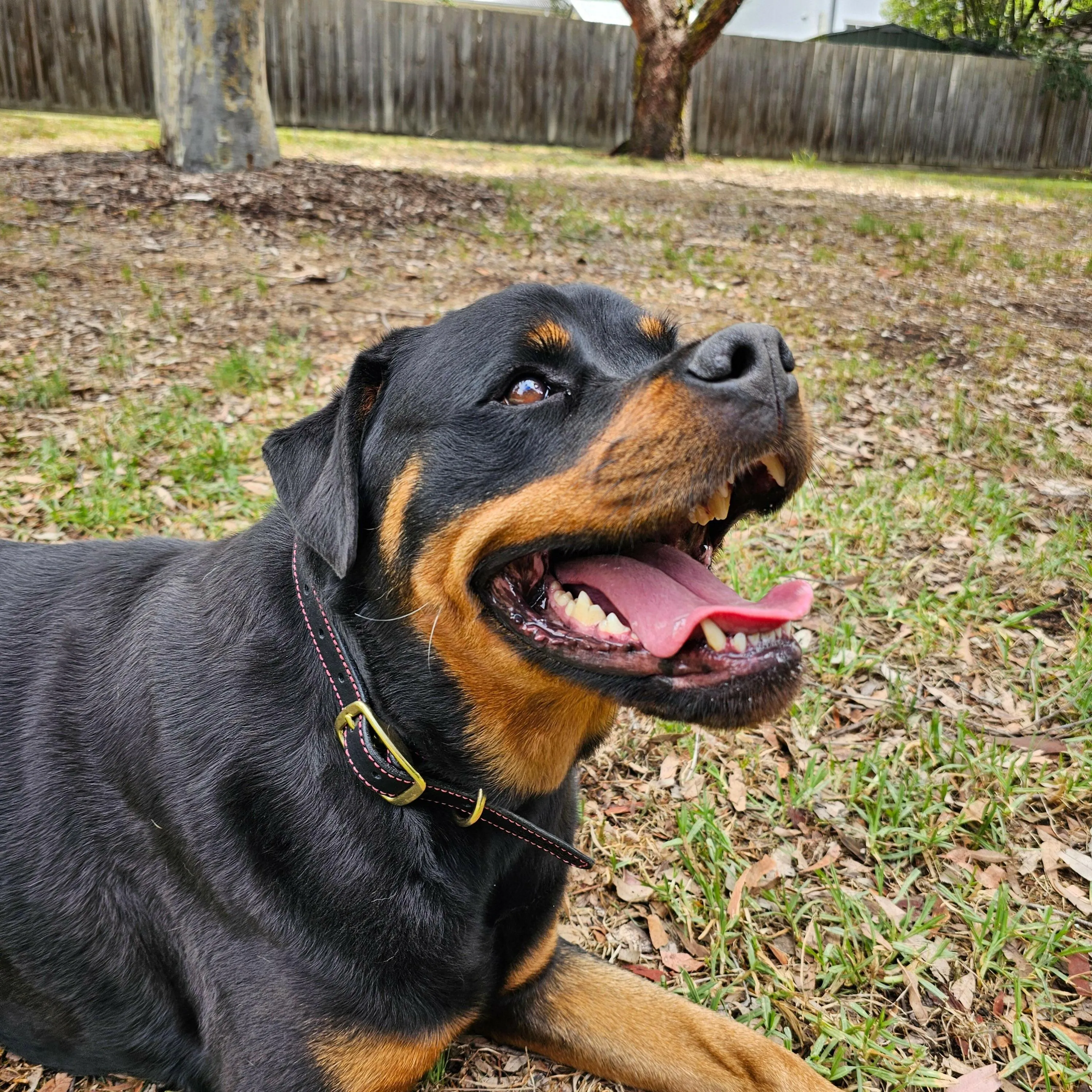 The Inferno Leather Dog Collar