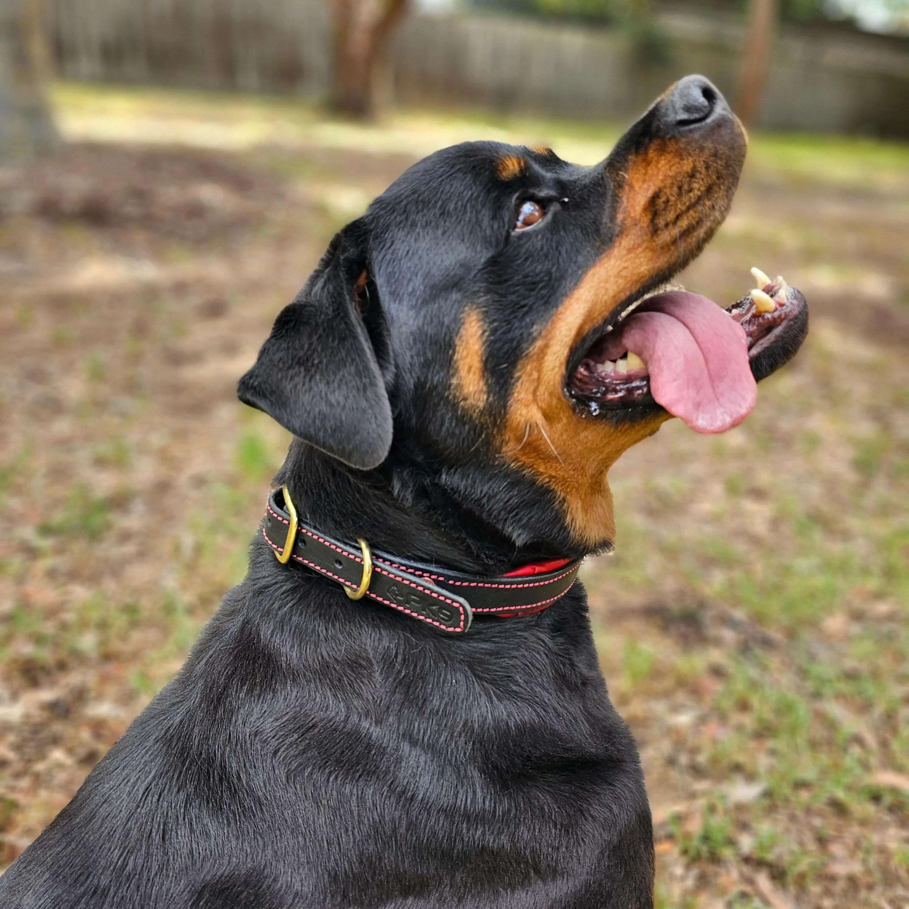 The Inferno Leather Dog Collar